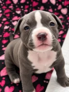 American Bully (classic)