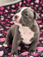 American Bully (classic)