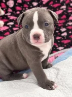 American Bully (classic)