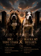 American Bully (classic)