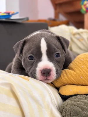 American Bully (classic)