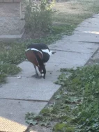 Berneska Rudokrka