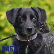 Dasty hledá nový domov