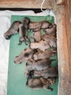Bullmastif, Bullmastiff, Bulmastif