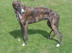 Anglický chrt /Greyhound/ - štěňata s PP