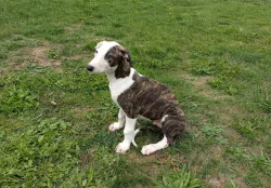 Anglický chrt /Greyhound/ - štěňata s PP