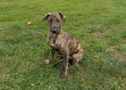 Anglický chrt /Greyhound/ - štěňata s PP