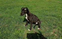Anglický chrt /Greyhound/ - štěňata s PP