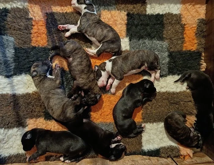 Anglický chrt /Greyhound/ - štěňata s PP