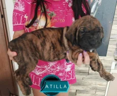 Přijímáme rezervace na štěňátka 4 volní pejsci