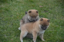 Shiba inu