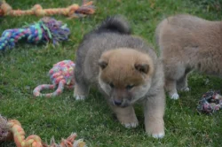 Shiba inu