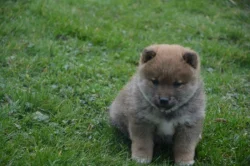 Shiba inu