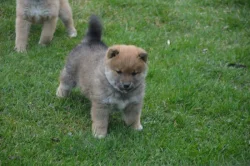 Shiba inu