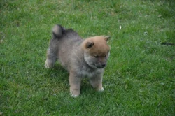 Shiba inu