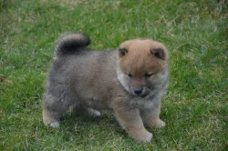 Shiba inu