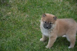 Shiba inu
