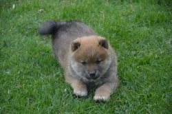 Shiba inu