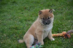 Shiba inu