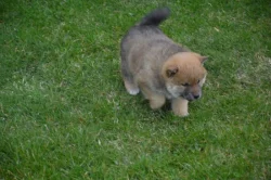 Shiba inu