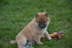 Shiba inu