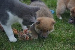 Shiba inu