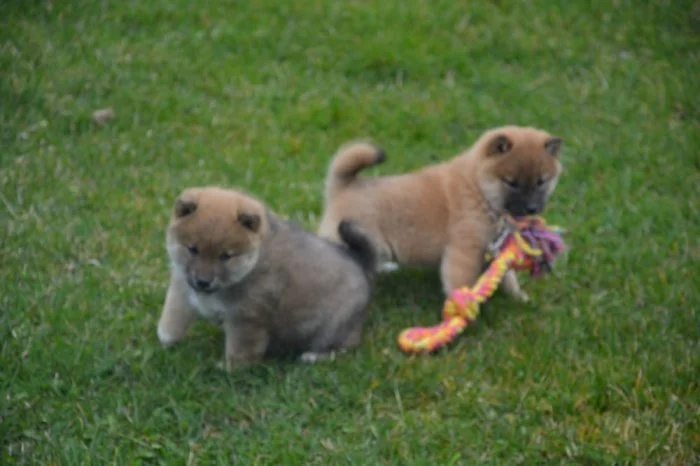 Shiba inu