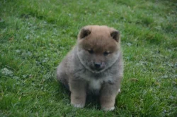 Shiba inu