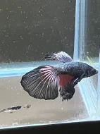 Betta Splendens - Samurai