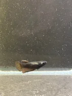 Betta Splendens - Samurai