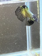 Betta Splendens - Samurai