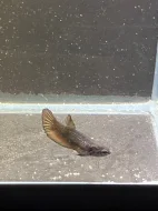 Betta Splendens - Samurai