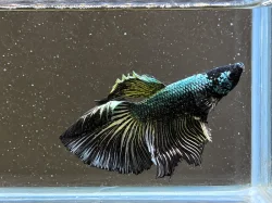 Betta Splendens - Samurai