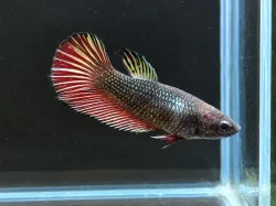 Betta Splendens - Samurai