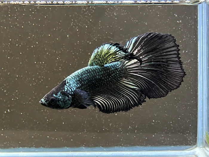 Betta Splendens - Samurai