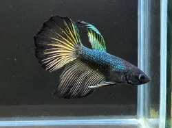 Betta Splendens - Samurai