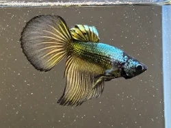 Betta Splendens - Samurai