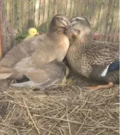 indicky bezec loucovice