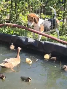 indicky bezec loucovice