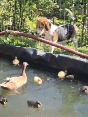 indicky bezec loucovice