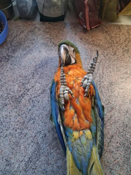 Dohoda jista