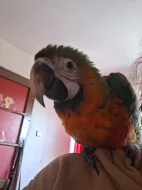 Dohoda jista