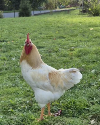 Kohot letošní