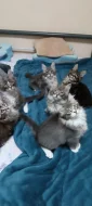 Mainská mývalí s PP