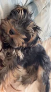 Prodáváme krásné štěňátko Yorkshire teriéra – chlapečka. 🐶🤍