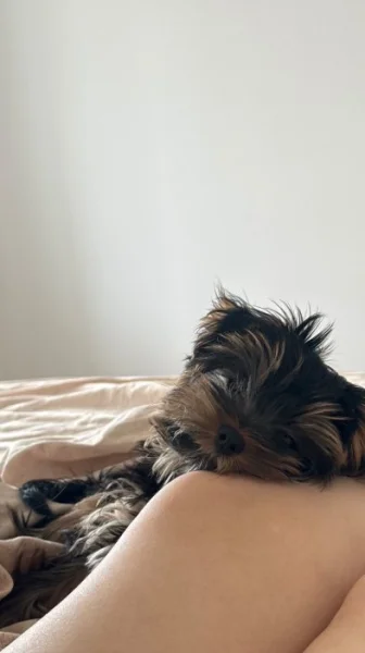 Prodáváme krásné štěňátko Yorkshire teriéra – chlapečka. 🐶🤍