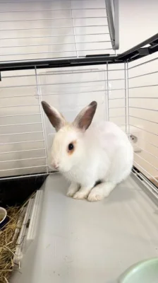 Prodáváme našeho úžasného králíčka, je mu 5 měsíců. 🐰🤍