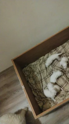 Boloňský psík
