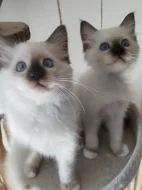 Ragdoll s PP