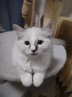 Ragdoll s PP